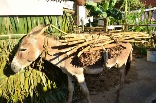 Burro veguero